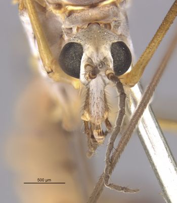 Media type: image;   Entomology 10300 Aspect: head frontal view